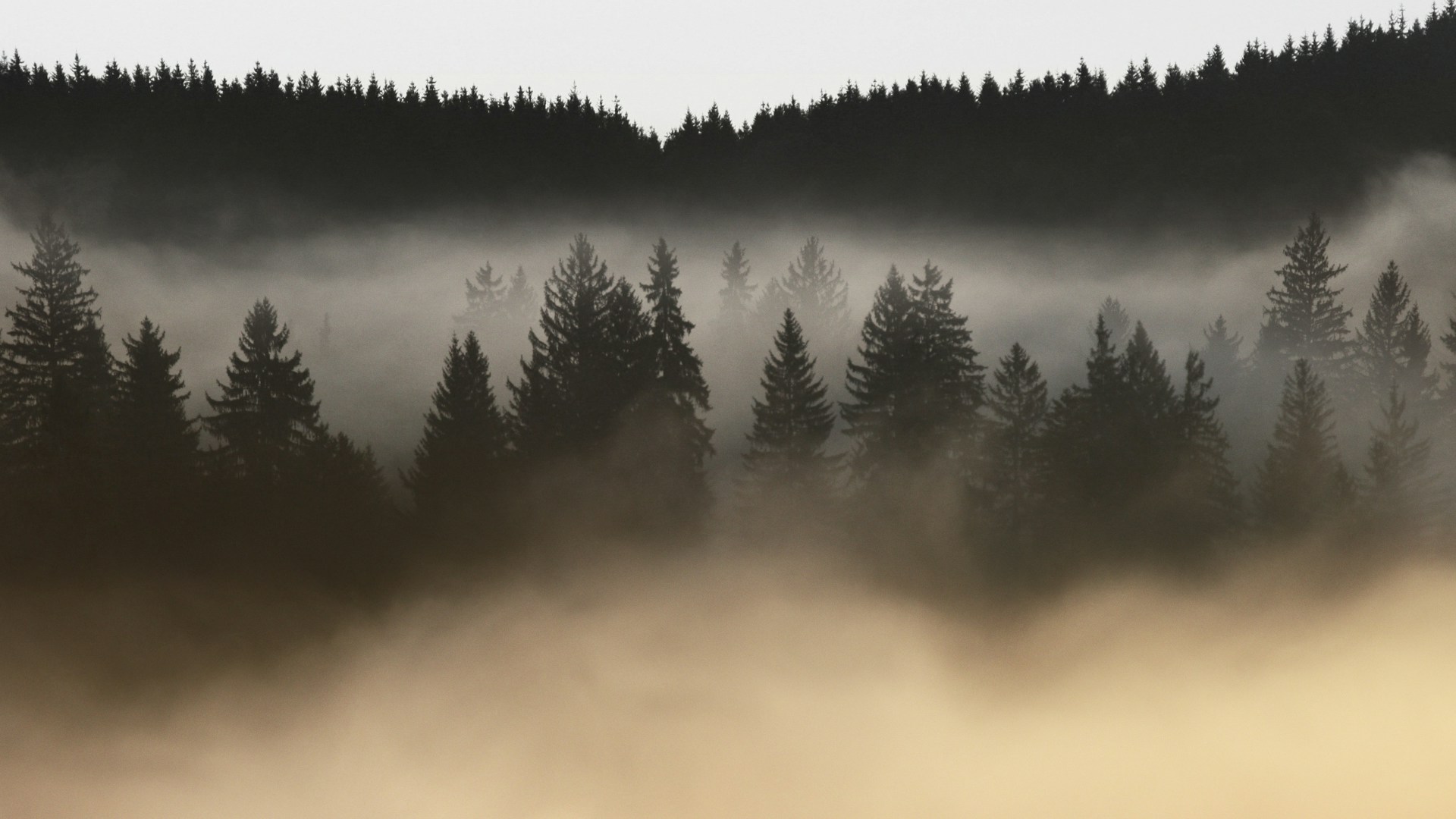 Foggy-Winter-4.jpg