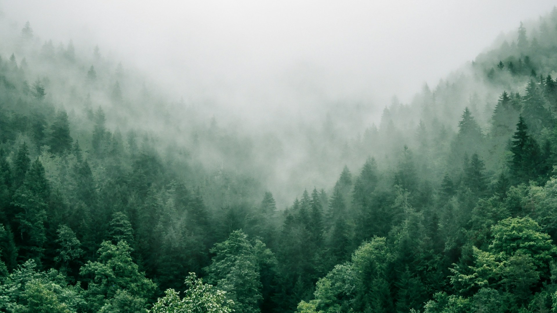 Foggy-Winter-5.jpg