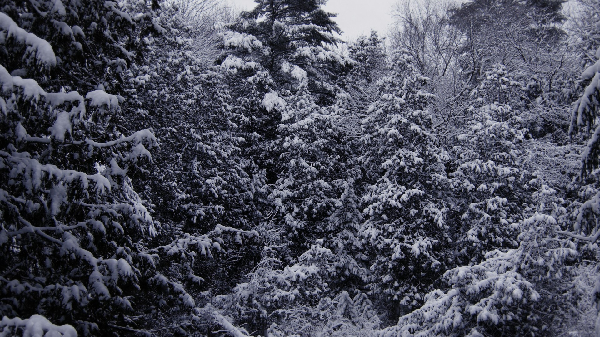 Winter-Wonderland-6.jpg